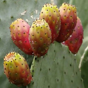 Pó Natural de Fruta de Cacto Opuntia Ficus-indica Extrato em Pó de Fruta de Cacto - Product Image 2