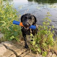 Jouets pour chiens pour l'été, la plage et les jeux aquatiques, corde flottante et bâton en caoutchouc thermoplastique, ensemble de cadeaux interactifs
