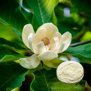 Chất Lượng Cao 10% Magnolol + honokiol Magnolia Chiết Xuất Bột Magnolia officinalis Vỏ Cây Chiết Xuất Trong Trống Bao Bì - Product Image 6