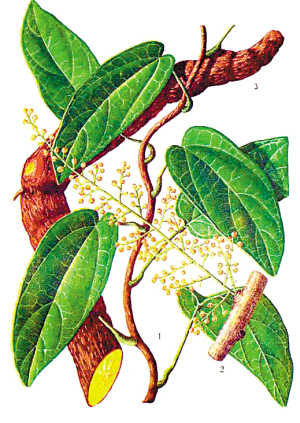 Palmatine Pierre extract Fibrauretin powder Palmatine| Alibaba.com