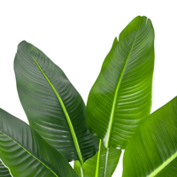 Réaliste 210cm Artificielle Voyageur Banane Faux Bonsaï Arbre Artificiel pour Maison Bureau Décoration Intérieure