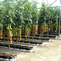 Tomato Greenhouse Strawberry Greenhouse China Supplier Commercial Used Strawberry Tomato Hydroponics PC Greenhouse