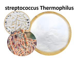 Mejor precio bacterias Lactobacillus Heiveticu hombres probióticos Streptococcus Thermophilus polvo - Product Image 2