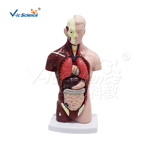 Modèle de torse en 7 parties de 26 cm, affichant les structures des organes internes ; équipement de formation en anatomie pour les écoles de médecine. - Product Image 5