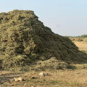 Paja de Cacahuete Premium para Alimentación Animal / Forraje para Ganado / Heno de Cacahuete Alto en Fibra para Ganado Vacuno y Ovino - Product Image 3