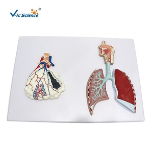 VIC-013 แบบจำลองระบบทางเดินหายใจและการขยายภาพหลอดลม: โครงสร้างจุลภาคของหลอดลมในระดับเซลล์ - Product Image 1
