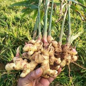 Vietnam <b>Fresh</b> Young <b>Ginger</b> Exporter Supplier Wholesale Bulk High Quality Natural Baby <b>Ginger</b> for Cooking and Drinking - Product Image 5