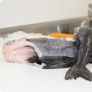 Morue charbonnière congelée de qualité supérieure Morue noire HG Tailles de coupe entières Morue de qualité supérieure Morue séchée Morceaux de poisson de Norvège Emballage de sac en balles de 30 à 45kg - Product Image 3