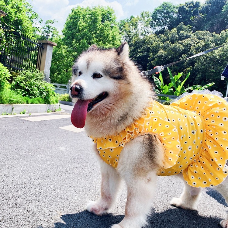 Buy Golden Retriever Dressed Available In Various Sizes | Alibaba.com