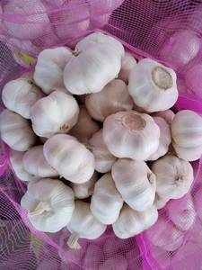 Fornitore all'ingrosso di aglio fresco nuovo, aglio bianco normale, aglio in sacchi e scatole, aglio G1, produttore di aglio viola di buona qualità Jinxang - Product Image 5