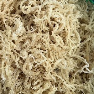 Algas marinas crudas Cottonii proveedor de Vietnam para exportación al por mayor de algas secas algas Cottonii de alta calidad entrega a granel - Product Image 1