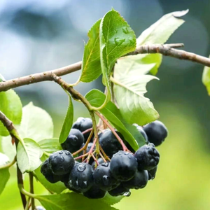 Polvo de Aristotelia Chilensis 100% Natural de Grado Alimenticio GMP de Alta Calidad, Extracto de <span class=keywords><strong>Maqui</strong></span> Berry Soluble en Agua, Envasado al Vacío en Tambor - Product Image 4