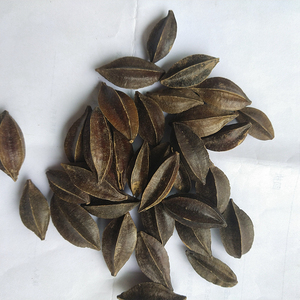 Fruits de Quisqualis Indica (<span class=keywords><strong>Rangoon</strong></span> Creeper) séchés naturels bruts à vendre - Product Image 3