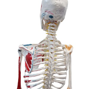 Modelo de esqueleto humano a escala 1:1 con coloración de origen y inserción de los músculos y ligamentos, 180 cm de altura, de aspecto natural. - Product Image 5
