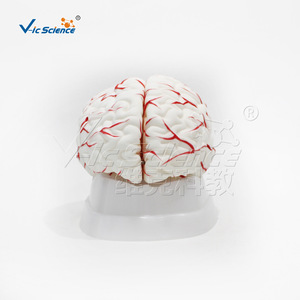 Modèle d'anatomie du cerveau et des artères cérébrales, PVC respectueux de l'environnement, modèle de formation pour étudiants en médecine, modèle pédagogique en neurologie. - Product Image 1