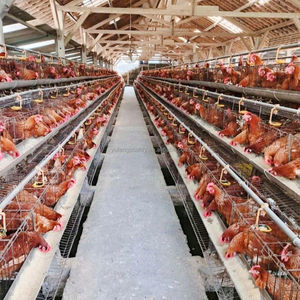 Nouvelle cage à poulets de type A à 4 niveaux à faible coût, galvanisée à chaud, matériau Q 235, longue durée de vie, élevage de volailles - Product Image 2