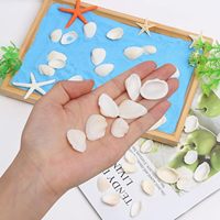 Petites coquilles de mer naturelles petites coquilles de palourdes blanches pour l'artisanat maison plage thème fête aquarium vase remplissage fabrication de bracelets