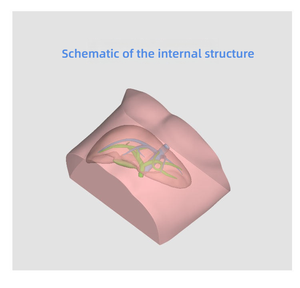 Manichino per Addestramento ad Ultrasuoni per Puntura Epatica con Fegato, Vescica Biliare e Vena Cava Inferiore per l'Apprendimento delle Abilità Interventistiche - Product Image 5