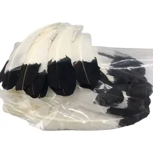 <span class=keywords><strong>Piume</strong></span> di Tacchino Bianche all'Ingrosso <span class=keywords><strong>con</strong></span> Punta Nera, <span class=keywords><strong>Piume</strong></span> di Fagiano per Decorazioni e Fai-da-Te - Product Image 1