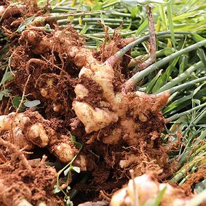 Poudre de <span class=keywords><strong>gingembre</strong></span> au <span class=keywords><strong>miel</strong></span> de qualité alimentaire, thé biologique santé aux saveurs variées, cru et frais, emballage sous vide ou en vrac en boîte - Product Image 5