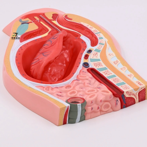 Modelo de Separación Placentaria, Sistema Reproductivo Femenino, Útero, Ovario, Anatomía Pélvica, Modelo de Enseñanza, Material PVC - Product Image 4