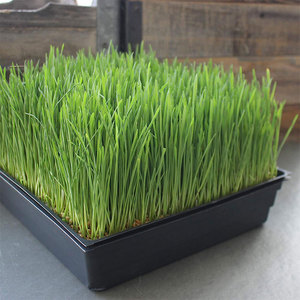 Sprouting Nursery Seeding <strong>10x20</strong> <strong>Growing</strong> <strong>Trays</strong> extra Strength Barley Green Forage Fodder Grow <strong>Trays</strong> 10 X 20 Hydroponic - Product Image 3