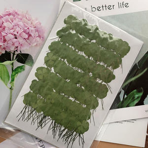 R458 Bunga Padat Kering Empat Daun Semanggi untuk Resin Ditekan 4 Daun Semanggi Asli - Product Image 6