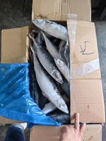 Meilleur Prix du poisson maquereau du Pacifique congelé entier