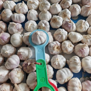 Venta caliente de alta calidad 2025 China Nuevo producto Jin <span class=keywords><strong>Xiang</strong></span> y Pizhou Ajo blanco normal fresco y ajo blanco puro - Product Image 4