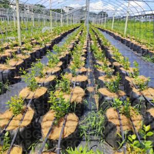 Muestras gratis macetas de tela de plástico de 5/10/15/20/25/35/50/75/80/110/135/200 galones con asas bolsa de cultivo tejido PP para flores y plantas - Product Image 4