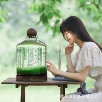 Botol Hidroponik Kaca Tebal Transparan dengan Alas Kayu Besar Gaya Jepang, Baki Kayu untuk Memelihara Ikan Besar, Vas Kaca