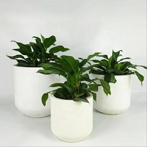 <span class=keywords><strong>Macetas</strong></span> de flores de cilindro de arcilla de fibra de vidrio para decoración interior - Product Image 2