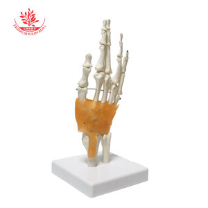 Modèle articulaire humain des articulations de l'épaule, de la hanche, de la main, du genou, du coude et du pied, pour l'enseignement médical de la répositionnement osseux, avec ligaments. - Product Image 5