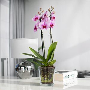 Engrais liquide Orchidea 300ml avec bouchon doseur pour orchidées, utilisation organique - Product Image 5