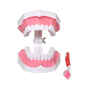 Set Model Gigi Oral - Alat Simulasi Gigi & Gusi Multi-Gaya untuk Pelatihan Kedokteran Gigi & Pendidikan Pasien - Product Image 5