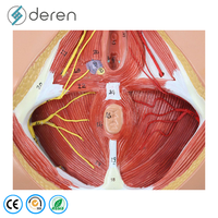 Modelo de entrenamiento de sutura perineal femenina de PVC suave con estructuras detalladas para práctica de episiotomía y educación en obstetricia