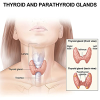Patch Lymphatique Thyroïdien pour Réduire le Gonflement et Soulager la Douleur, Améliorer les Nodules Thyroïdiens et les Symptômes du Goitre
