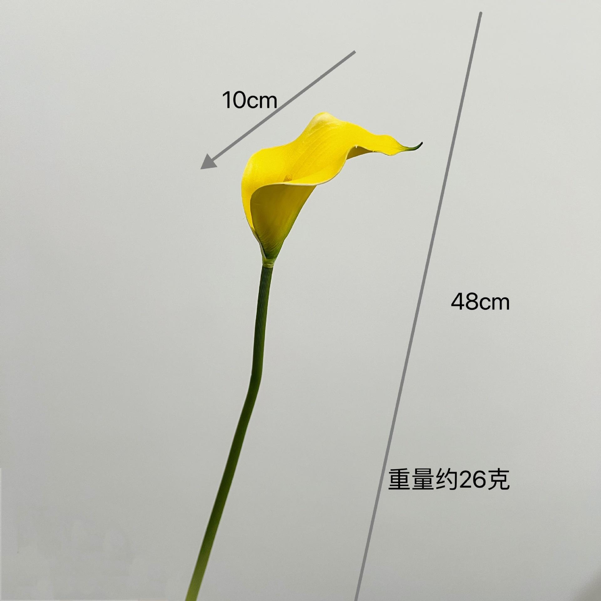 Calla petit [jaune]]