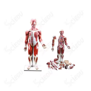 Modèle anatomique <span class=keywords><strong>humain</strong></span> complet en PVC SCIEDU personnalisé avec 27 pièces, modèle anatomique médical éducatif - Product Image 2