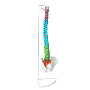 Modelo Didáctico de Columna Vertebral Humana de 85 cm con Nervios, Arterias y Pelvis, Modelo de Columna Vertebral para Enseñanza de Anatomía Humana - Product Image 1