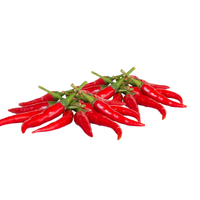 Piments frais, légumes crus, aliments et boissons de l'équipe professionnelle, excellent service après-vente agricole, vietnamien, 30 kg/paquet