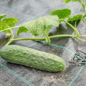 Malla antihierbas de polipropileno tejido de 90 a 200 GSM con estabilización UV, permite la permeabilidad al agua mientras bloquea la luz solar para la prevención de malezas. - Product Image 2