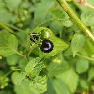 Erba Naturale Long Kui (Solanum Nigrum) in Fette Crude, Solanella Nera in Vendita - Product Image 3