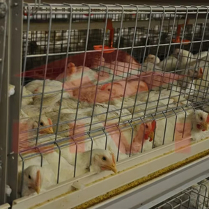 20 Năm Trung Quốc Cung Cấp H Loại Pin Gà Thịt Lồng GÀ ĐẺ TRỨNG <span class=keywords><strong>5</strong></span> Tầng Lớp Lồng Gà Để Bán - Product Image 2