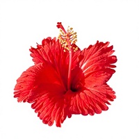 Poudre d'extrait d'hibiscus Rosa-sinensis de haute qualité et à forte teneur 10:1, poudre soluble dans l'eau de fleur d'hibiscus chinois, qualité alimentaire