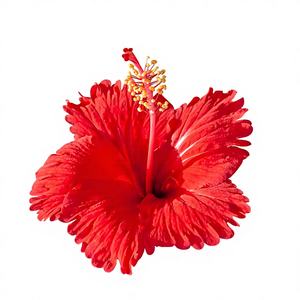 ผงสกัดดอกชบาคุณภาพสูง ความเข้มข้นสูง 10:1 ผงดอกชบา<span class=keywords><strong>จีน</strong></span>ชนิดละลายน้ำได้ เกรดอาหาร - Product Image 4