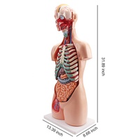 Modèle d'anatomie Fournisseur à guichet unique Bas prix Modèle d'anatomie du corps humain unisexe 85CM Équipement éducatif