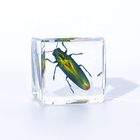 Presse-papiers en résine avec spécimens d'insectes divers conservés dans la résine, vrais insectes et plantes dans une collection d'insectes, jouets amusants pour collectionneurs d'insectes et d'animaux.