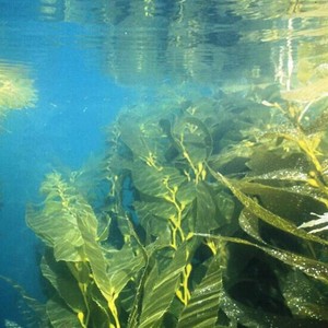 Macrocystis Pyriferaエキスパウダー10:1 Macrocystis pyrifera(L.)Ag Lessonia Nigrescensパウダー - Product Image 2