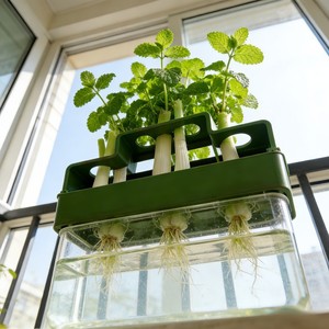 Hydroponic Scallion Grower 15.5x6x7.5cm Soilless Desktop Planting Box For Home Use - Product Image 3